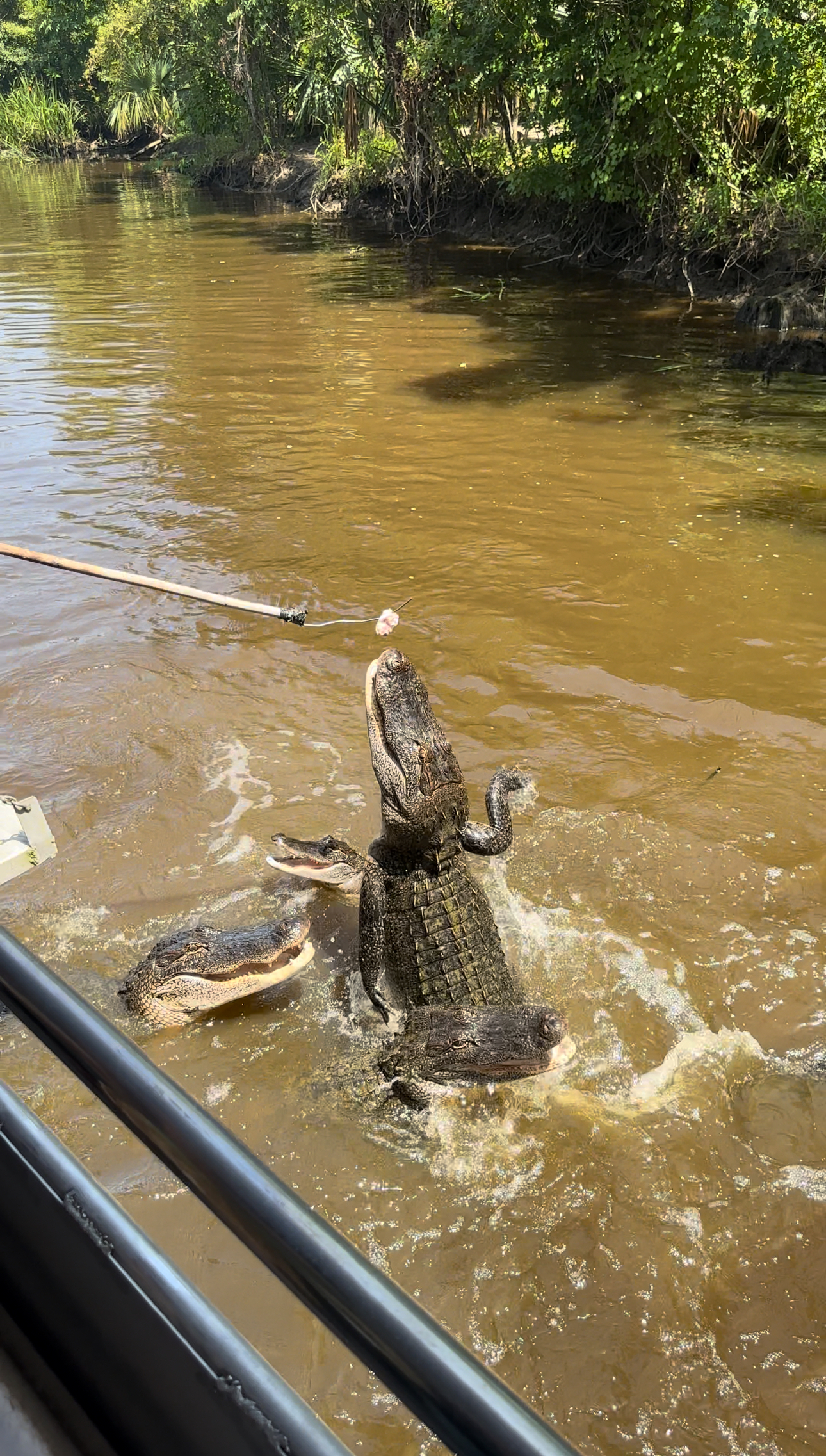 alligator swamp tour